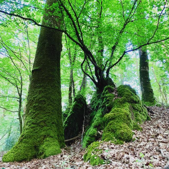 Instagram #broceliande