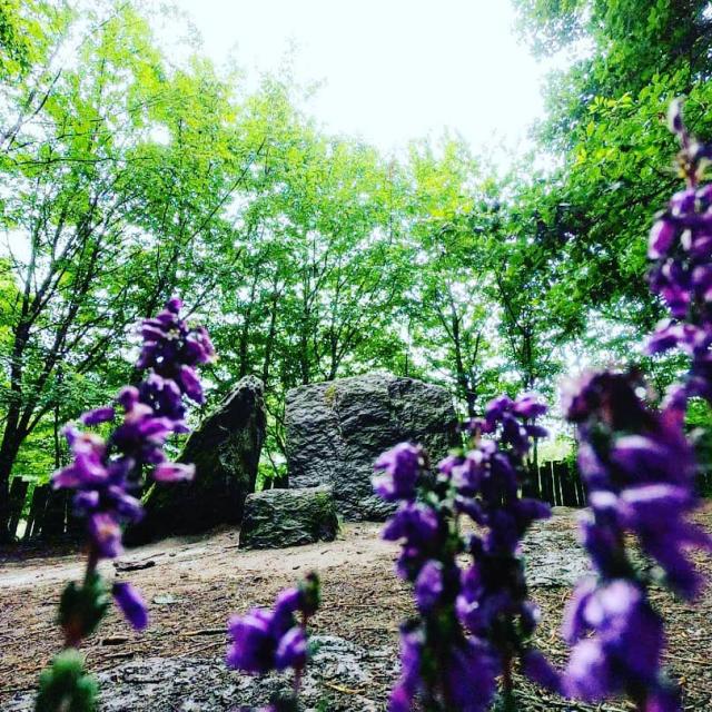 Instagram #broceliande