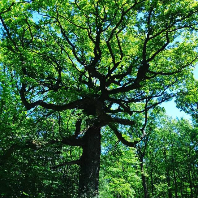 Arbre en forêt de Brocéliande, Instagram