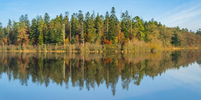 Etang des Forges de Paimpont, Brocéliande