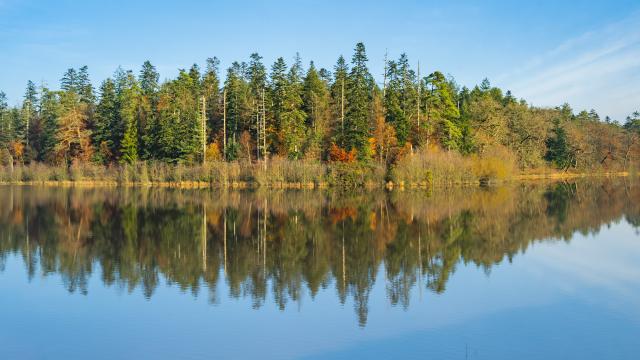 Etang des Forges de Paimpont, Brocéliande