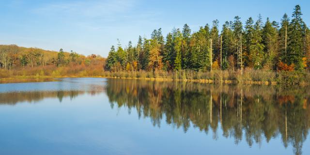 Etang des Forges, Brocéliande