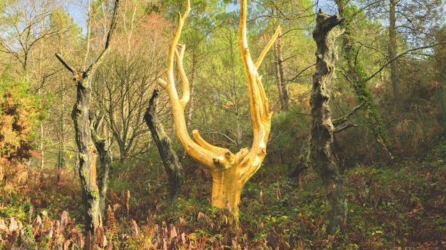 L'Arbre d'Or à Paimpont, Brocéliande