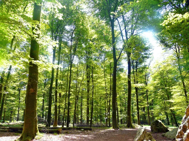 La forêt de Fougères