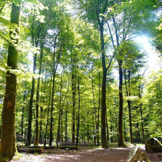 La forêt de Fougères