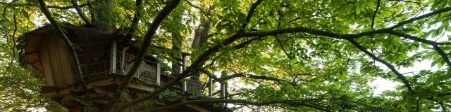 Cabane dans les arbres