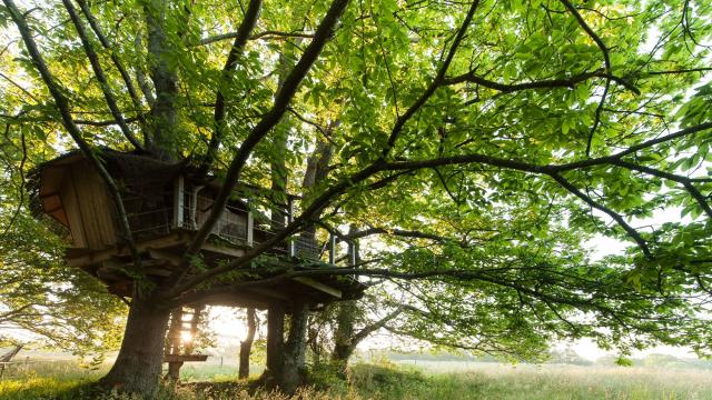 Cabane dans les arbres