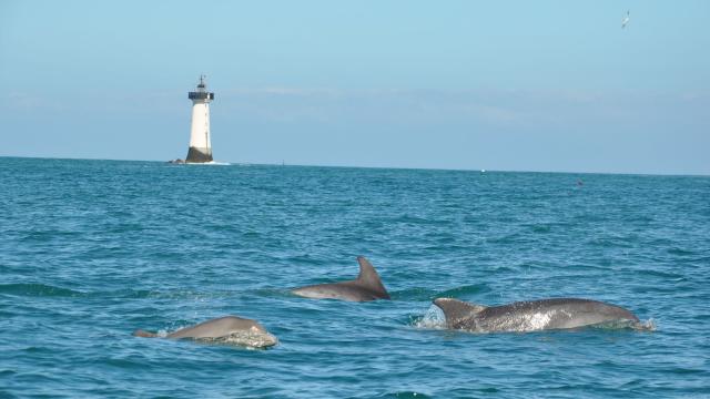 Sortie observation des dauphins en baie du Mont-Saint-Michel avec l'Association Al Lark