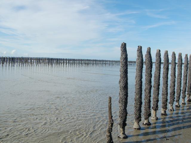 Bouchots dans la baie du Mont St-Michel