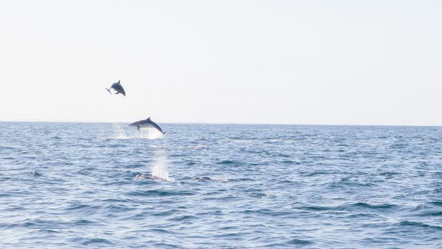 Dauphins dans la baie du Mont-Saint-Michel