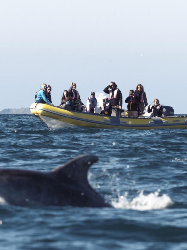 Sortie observation des dauphins à Cancale avec l'Association Al Lark