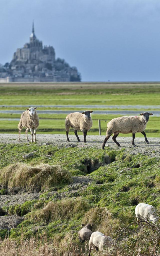 Moutons des prés-salés de la baie du Mont-Saint-Michel