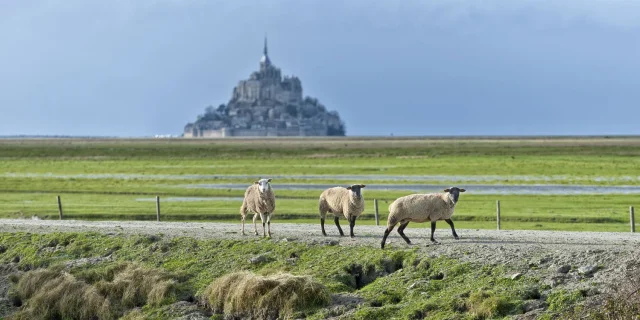 Moutons des prés-salés de la baie du Mont-Saint-Michel