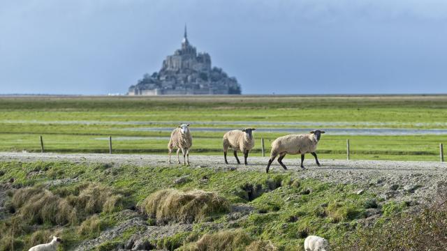 Moutons des prés-salés de la baie du Mont-Saint-Michel