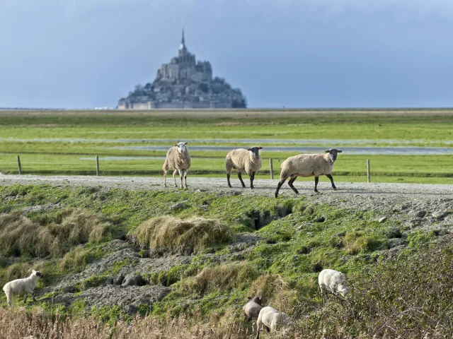 Moutons des prés-salés de la baie du Mont-Saint-Michel