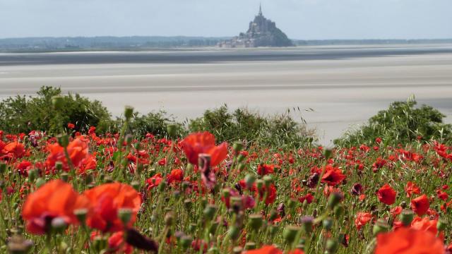 Champ de coquelicots dans la baie du Mont-Saint-Michel