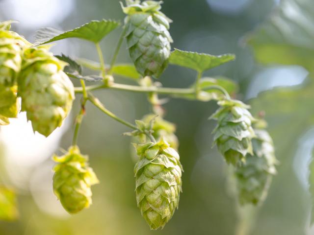 Le houblon, un terroir de la bière locale