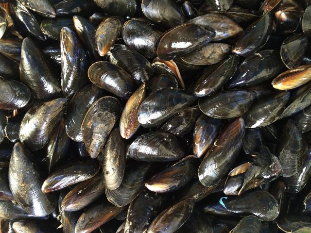 Moules