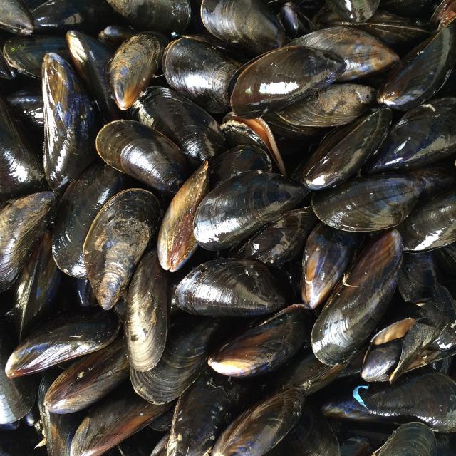 Moules