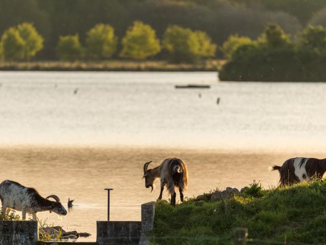 Chèvres des fossés au Domaine de Careil à Iffendic