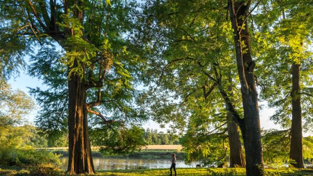 Site naturel de La Courbe, méandre de la Vilaine, à Bourg-des-Comptes