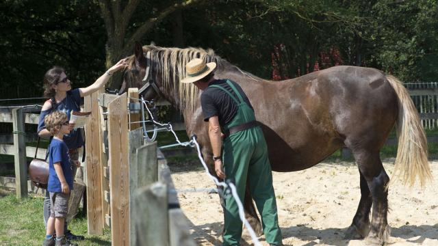 Cheval breton à l'Écomusée du pays de Rennes