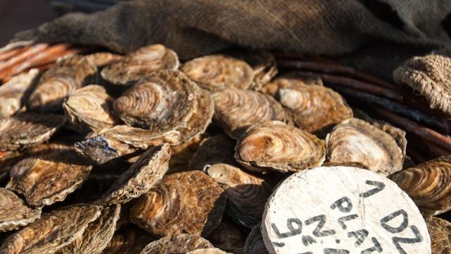 Huîtres plates de Cancale