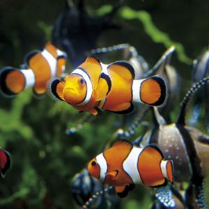 Poissons-clowns au Grand Aquarium de Saint-Malo