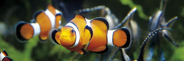 Poissons-clowns au Grand Aquarium de Saint-Malo