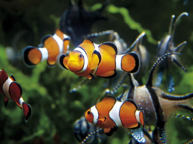 Poissons-clowns au Grand Aquarium de Saint-Malo