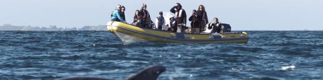 Observation des dauphins dans la baie du Mont-Saint-Michel