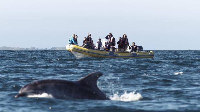 Observation des dauphins dans la baie du Mont-Saint-Michel