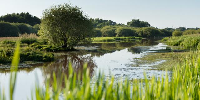 Marais de Gannedel à La Chapelle de Brain