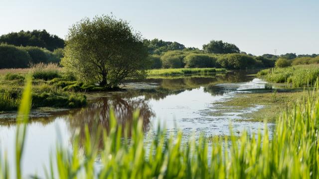 Marais de Gannedel à La Chapelle de Brain