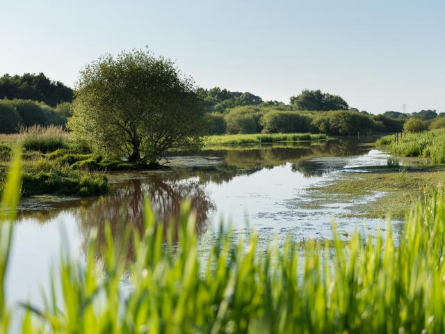 Marais de Gannedel à La Chapelle de Brain