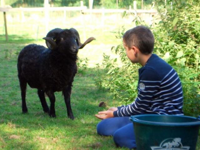 Bélier au Domaine de la Haute Hairie à Saint-M'Hervé