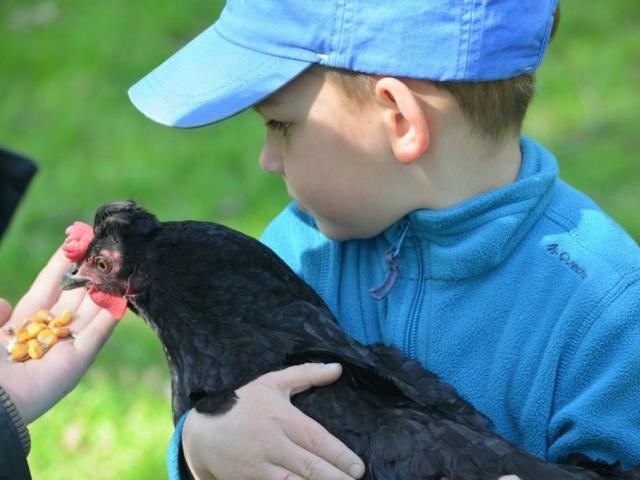 Découverte des animaux du Domaine de la Haute Hairie à Saint-M'Hervé