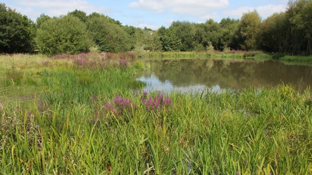 Espace naturel de la Glaume à Châteaugiron