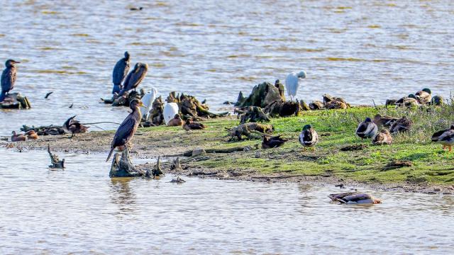 Oiseaux au Domaine de Careil, Iffendic