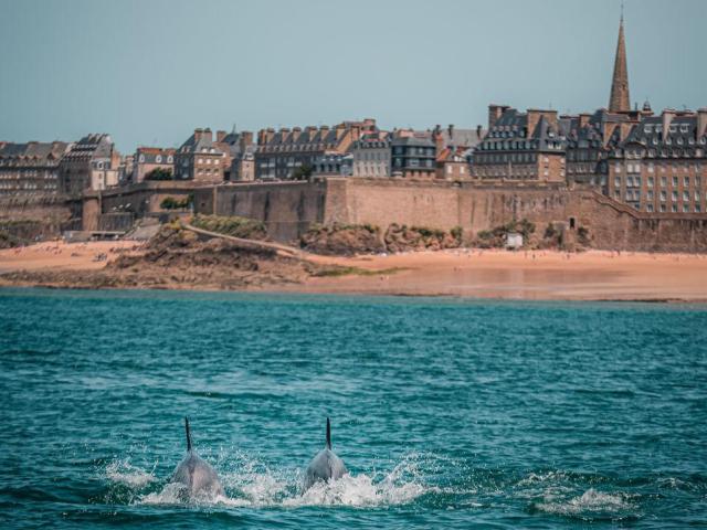 Dauphins devant la cité corsaire de Saint-Malo