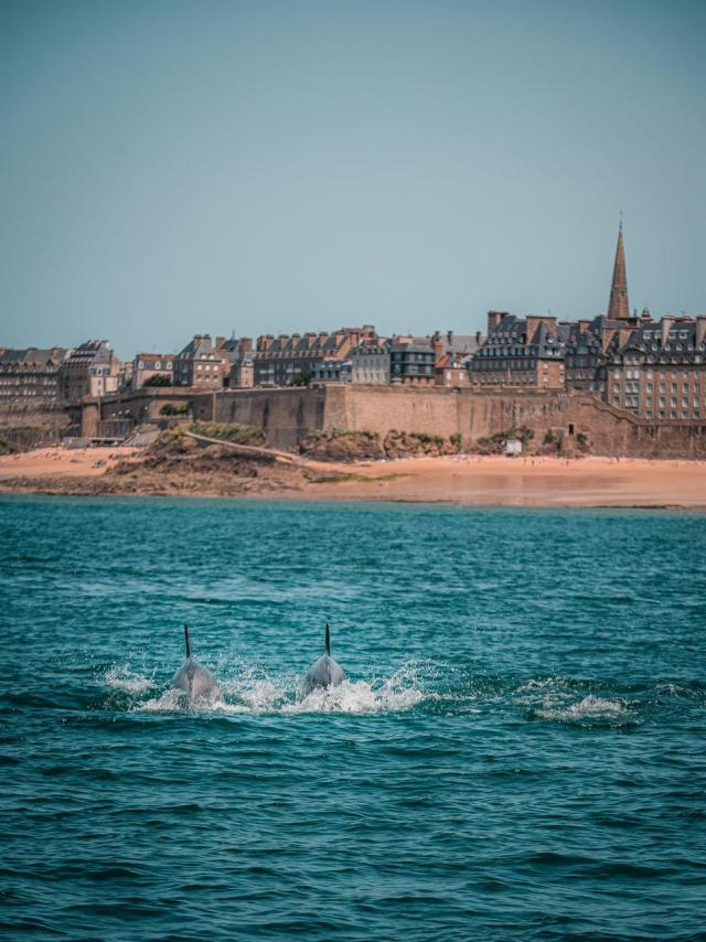 Dauphins devant la cité corsaire de Saint-Malo