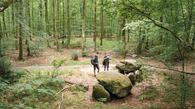 GR®37 cœur de Bretagne, Forêt de Fougères