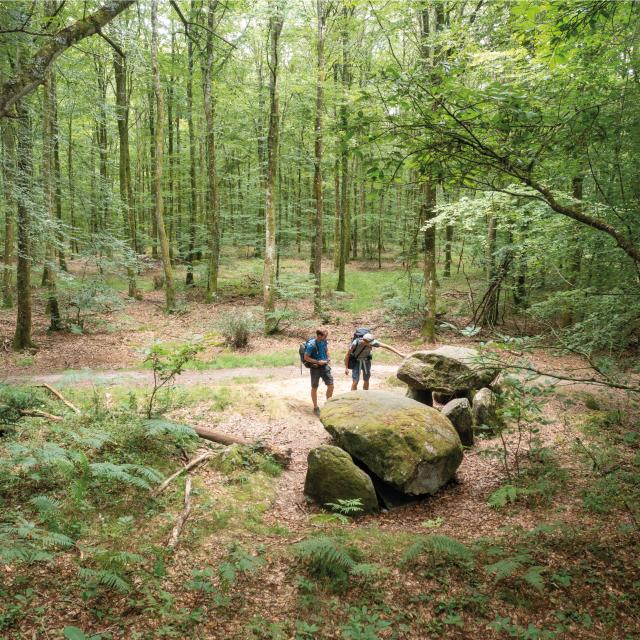 GR®37 cœur de Bretagne, Forêt de Fougères