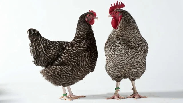 Coq et Poule coucou de Rennes à l'Écomusée du pays de Rennes.