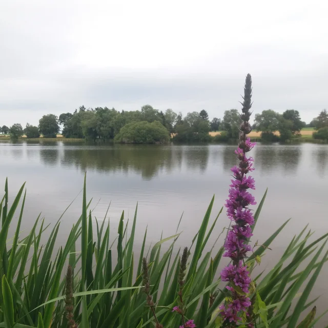 Etang du Parc de la Belle Aude